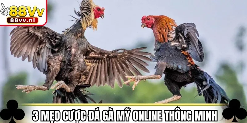 3 mẹo cược đá gà Mỹ online thông minh 